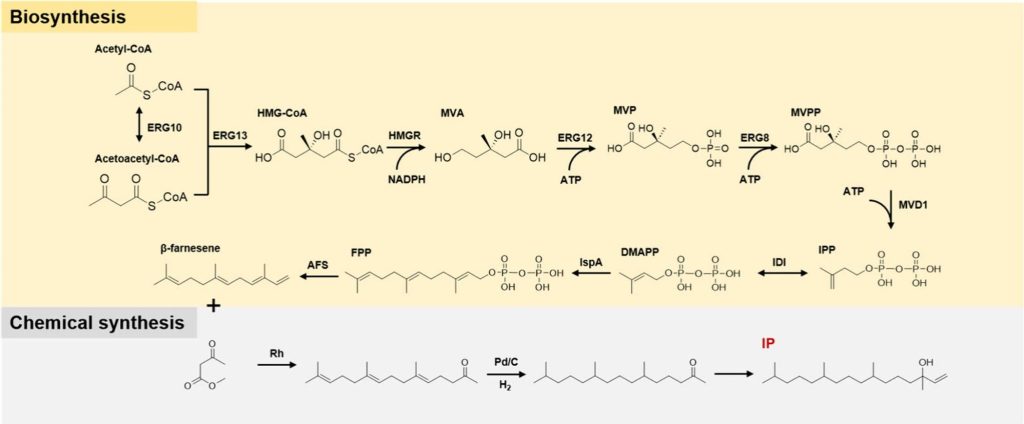 Semi-synthesis of vitamin E