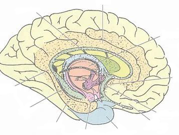 Mechanism of NMN protecting neural health