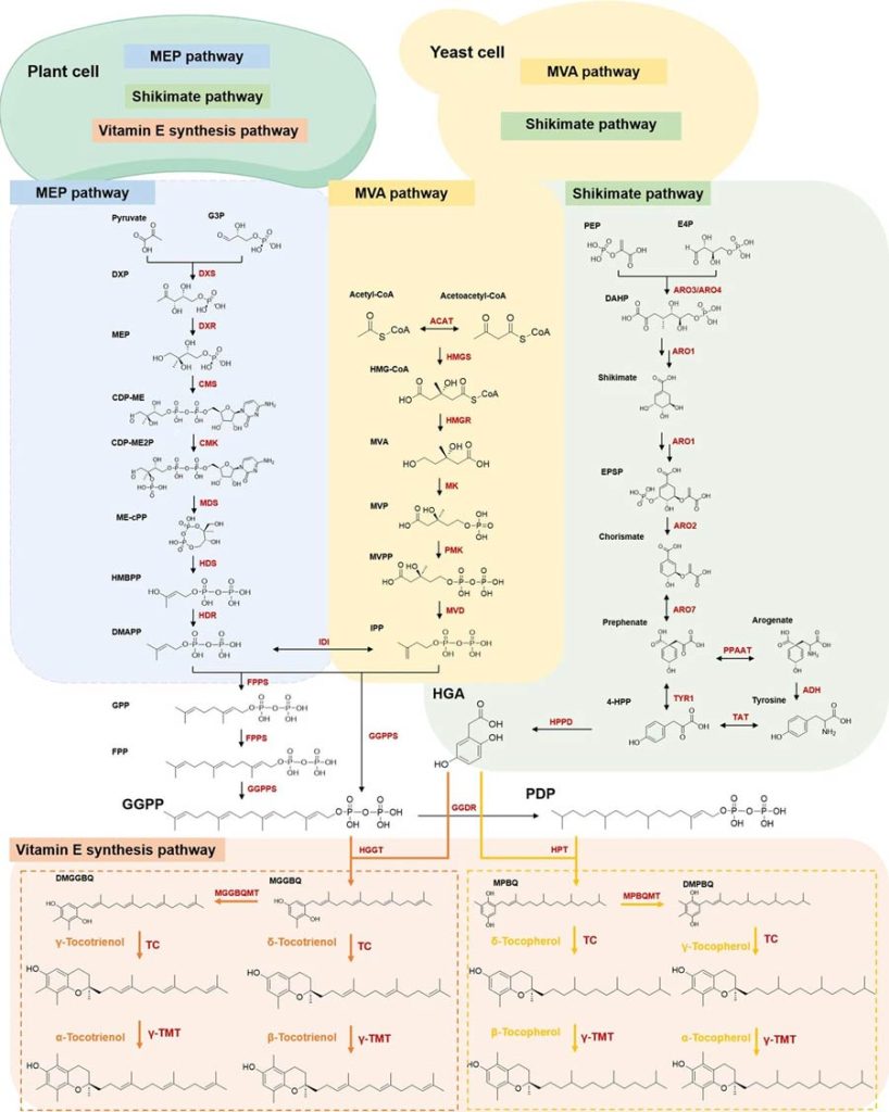 Biosynthetic pathways of vitamin E in photosynthetic plants