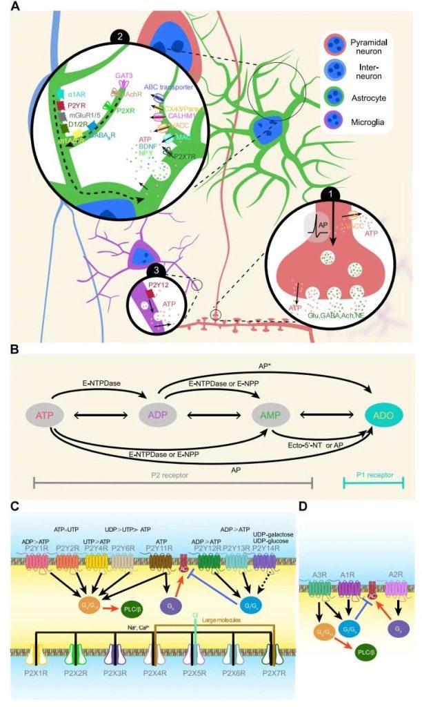 FIG. 1 Schematic diagram of purinergic system