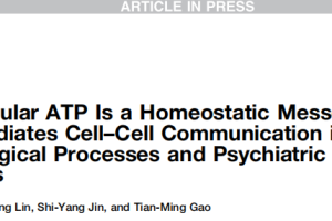 Extracellular ATP Is a Homeostatic Messenger That Mediates cell-Cell Communication in Physiological Processes and Psychiatric Diseases