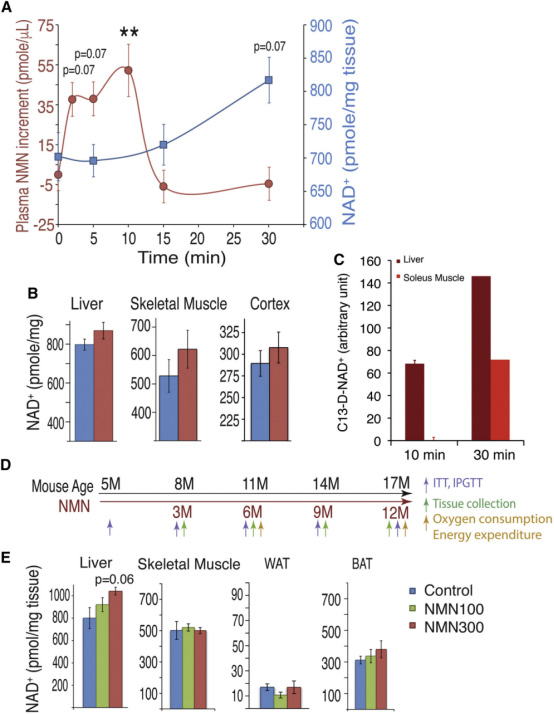 Oral administration of NMN can increase plasma NMN and tissue NAD+ levels