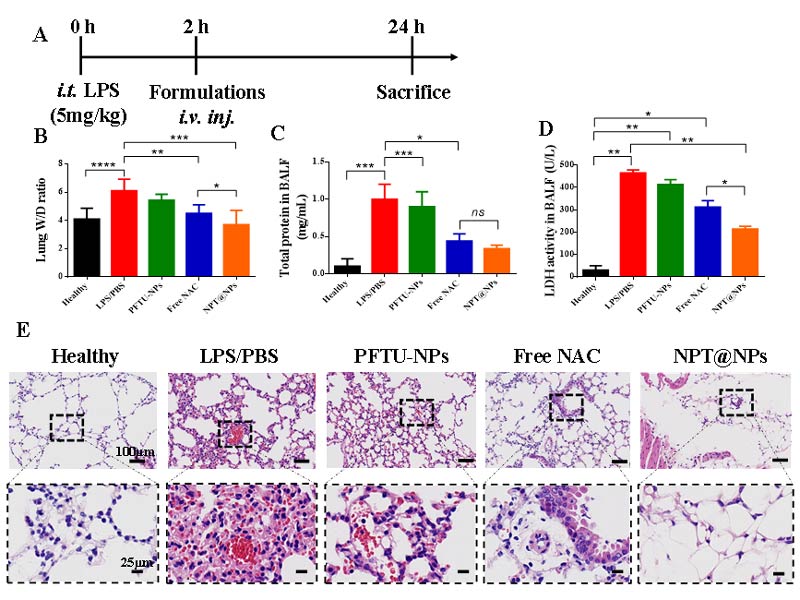 (A) Schedule of in vivo trials for ALI studies. To create the ALI model, C57BL/6 mice were intratracheal injected with LPS at a concentration of 5 mg/kg. The mice were given various preparations intravenously two hours later, and euthanized 24 hours later. (B) Lung W/D ratio for various treatments. Levels of (C) total protein and (D) LDH in BALF. (E) H&E staining of lung tissue.