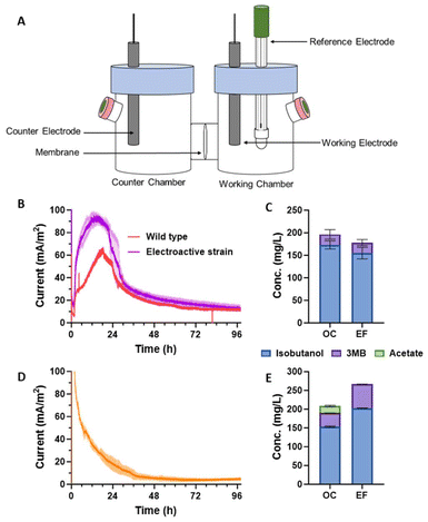 The device layout and experimental conditions of the anode electrofermentation system were studied, and the electrofermentation performance and metabolite yield of electroactive Escherichia coli were compared under different conditions