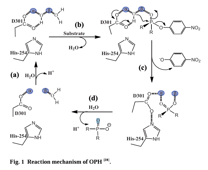 Reaction mechanism of OPH