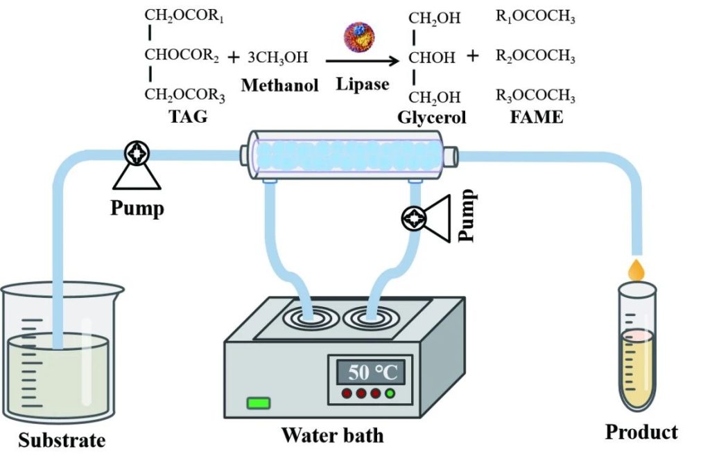 Professor Hideki Nakanishi's team and Associate Professor Li Zijie's research group published the research results of rational modification of Rasamsonia emersonii lipase and efficient production of biodiesel through continuous flow reactor in the International Journal of Biological Macromolecules