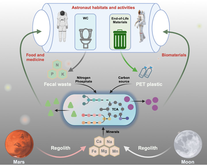 Biofabrication in space using AF-ISM process to get rid of dependence on Earth resources for space exploration