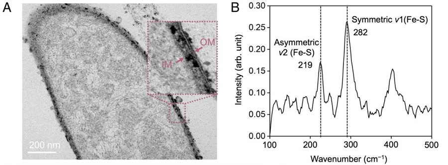 S. Self-assembly of bioFES nanoparticles in the periplasm of oneidensis MR-1