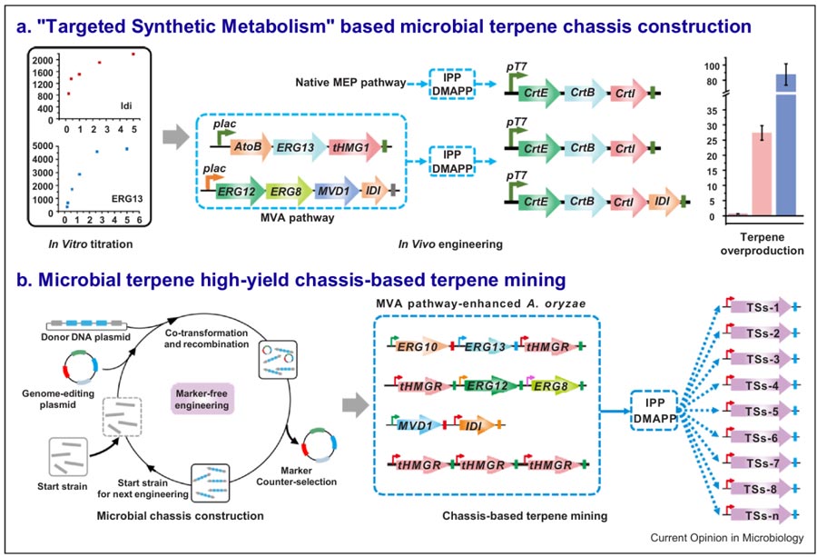 The efficient synthesis of terpenes and the discovery of new terpenes were realized by optimizing MVA pathway and constructing efficient microbial chassis