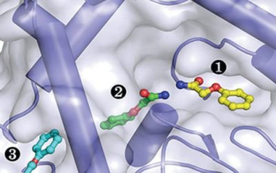 EC3 hydrolase