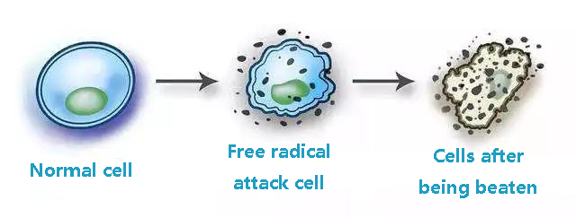 Normal cells and after being beaten