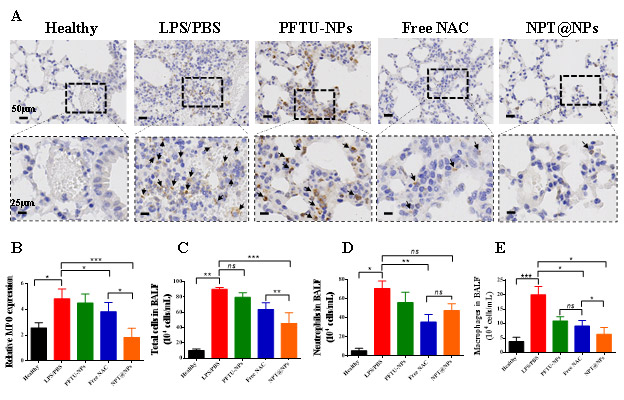 (A) representative images of MPO in lung tissue and (B) quantitative analysis. Black arrows indicate MPO positive cells. The total number of (C) cells, (D) neutrophils and (E) macrophages in bronchoalveolar lavage fluid (BALF).