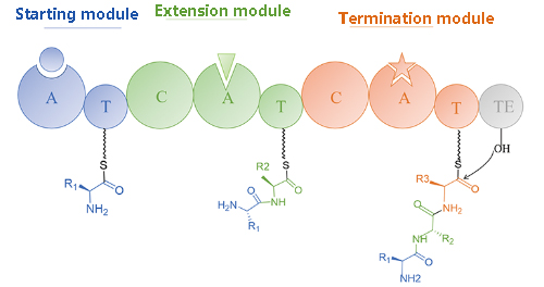 General mechanism of non-ribosomal peptide synthesis