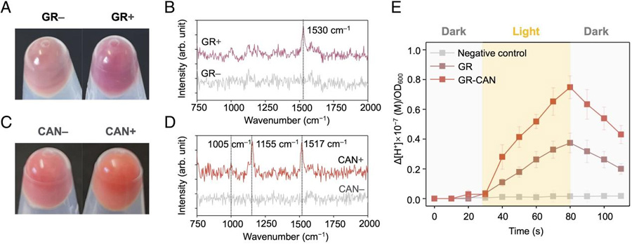 The expression of GR and CAN was enhanced in S. oneidensis MR-1, which improved H2 production