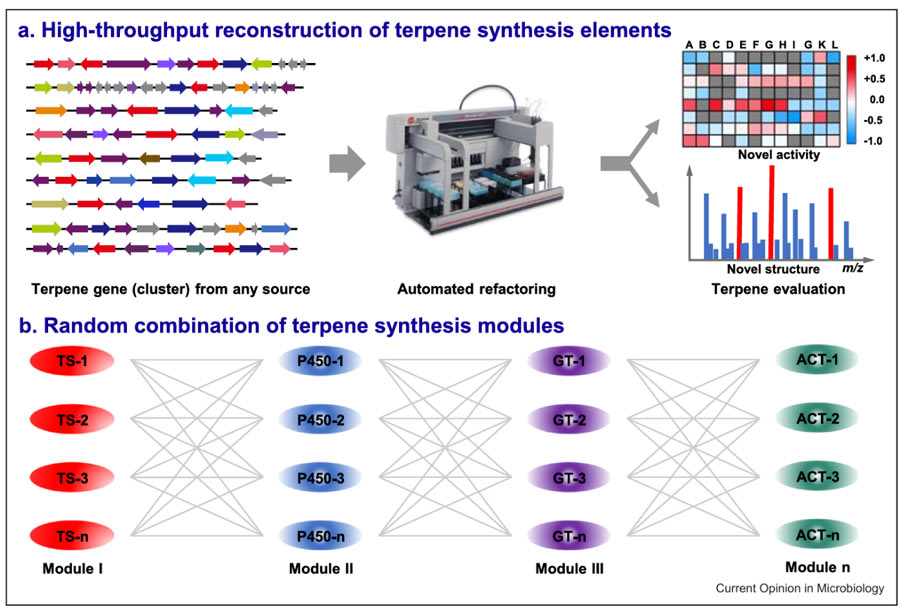 Automated batch mining accelerates the discovery of significant bioactive terpenoids in terpenoid biosynthesis gene clusters