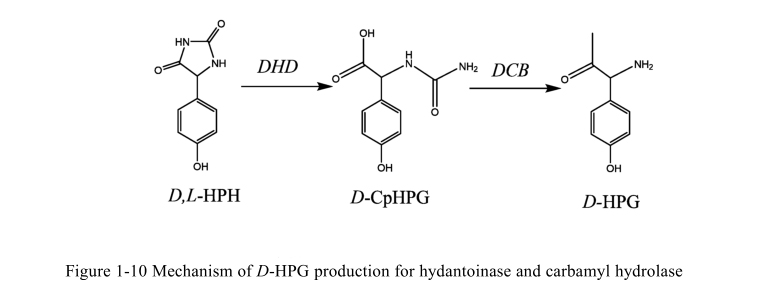 Mechanism of D-HPG production for hydantoinase and carbamyl hydrolase