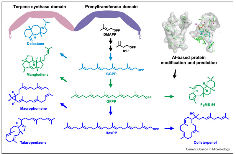 Ai uses AlphaFold technology to predict protein structures and accelerate the discovery of novel terpenes