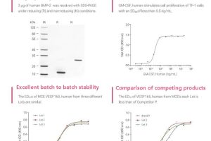 Exploring the EC2 transferase: The magical scissor hands of synthetic biology