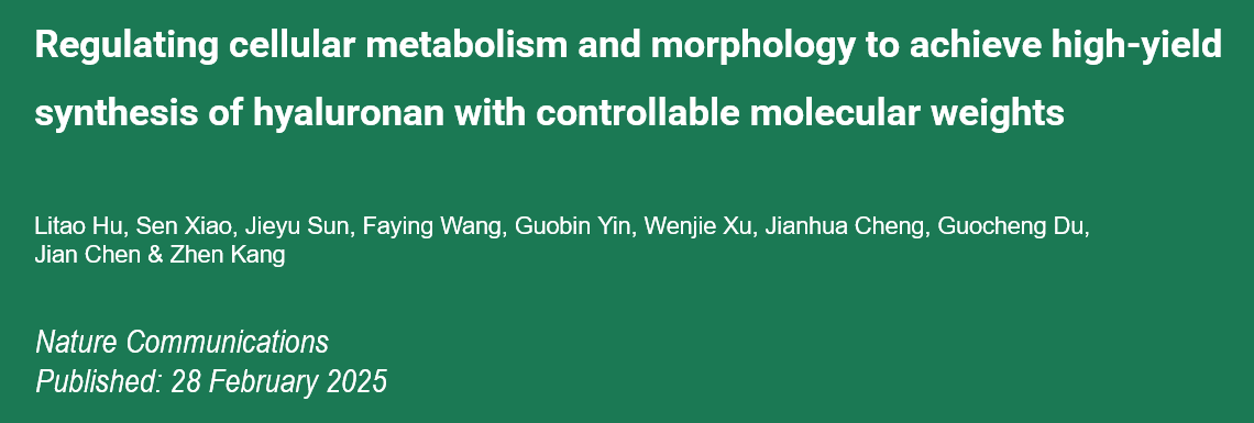 Regulating cellular metabolism and morphology to achieve high-yield synthesis of hyaluronan with controllable molecular weights